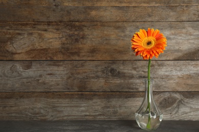 Photo of Beautiful bright gerbera flower in vase on table against wooden background. Space for text