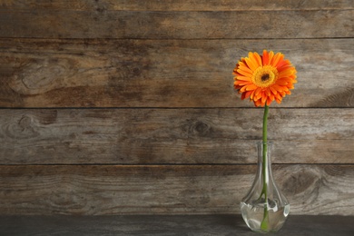 Beautiful bright gerbera flower in vase on table against wooden background. Space for text