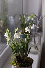 Photo of Blooming snowdrops on window sill indoors. First spring flowers