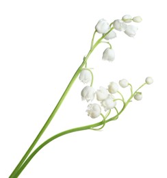 Photo of Beautiful lily of the valley flowers on white background