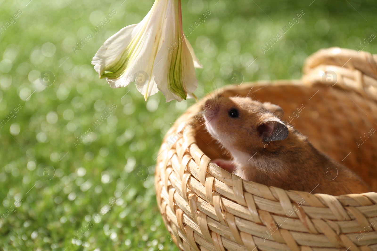 Photo of Cute little hamster in wicker bowl smelling flower outdoors, closeup