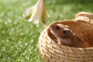 Photo of Cute little hamster in wicker bowl smelling flower outdoors, closeup