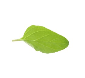 Photo of Fresh green oregano leaf isolated on white