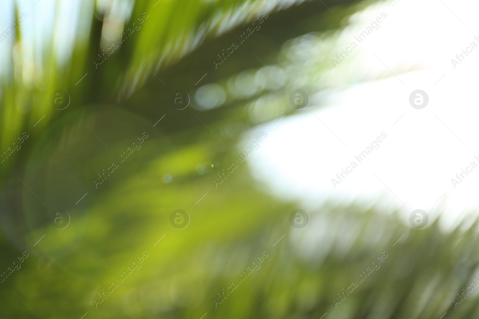 Photo of Blurred view of palm leaves on sunny day outdoors. Bokeh effect