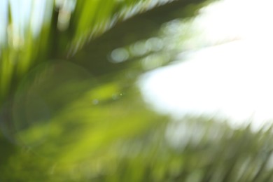 Blurred view of palm leaves on sunny day outdoors. Bokeh effect