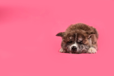 Photo of Cute Akita inu puppy on pink background, space for text. Friendly dog