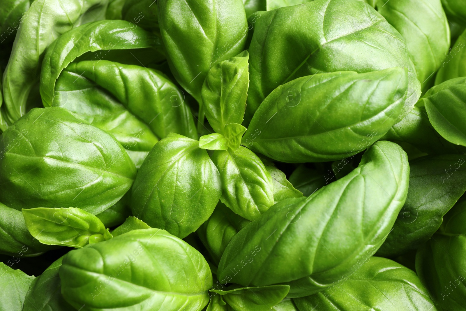 Photo of Fresh basil leaves as background, top view