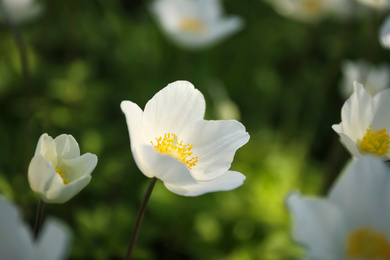 Beautiful blossoming Japanese anemone flowers outdoors on spring day