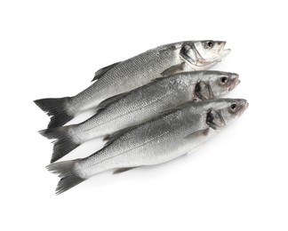 Fresh sea bass fish on white background, top view