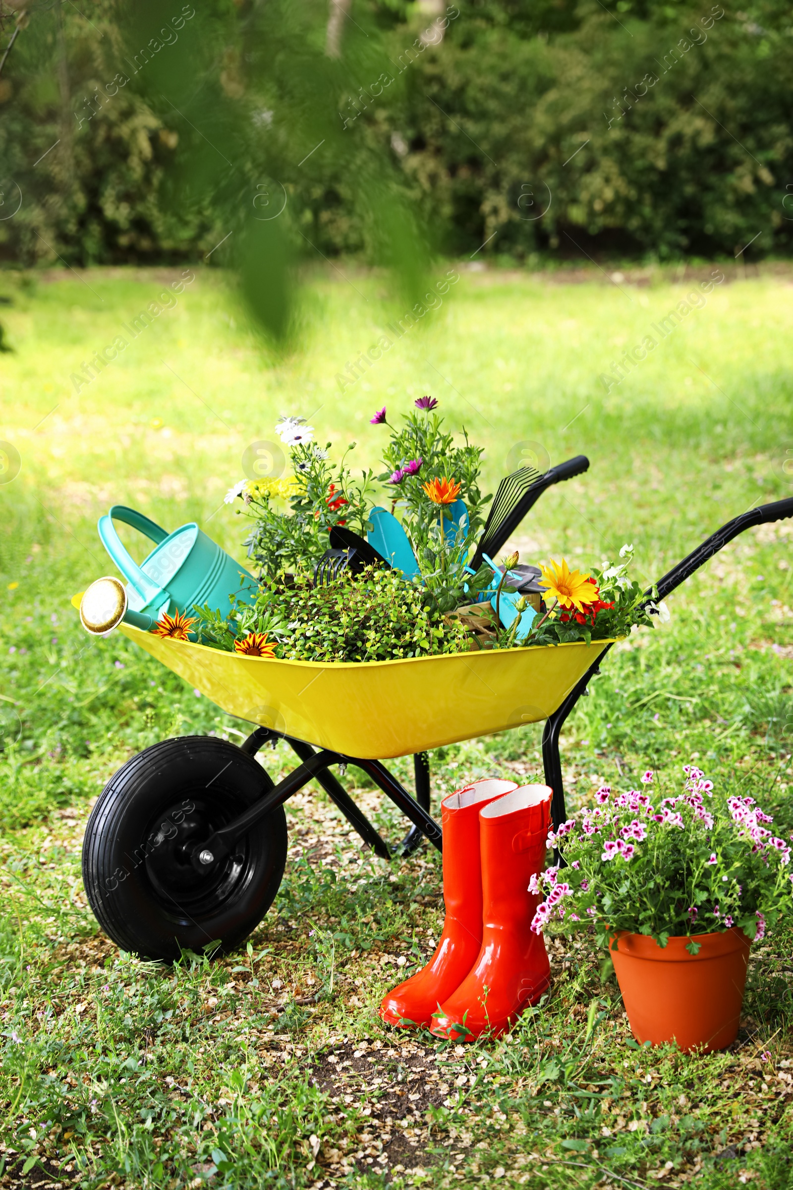 Photo of Wheelbarrow with gardening tools and flowers on grass outside