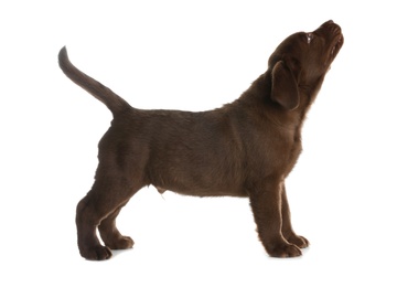 Photo of Chocolate Labrador Retriever puppy on white background