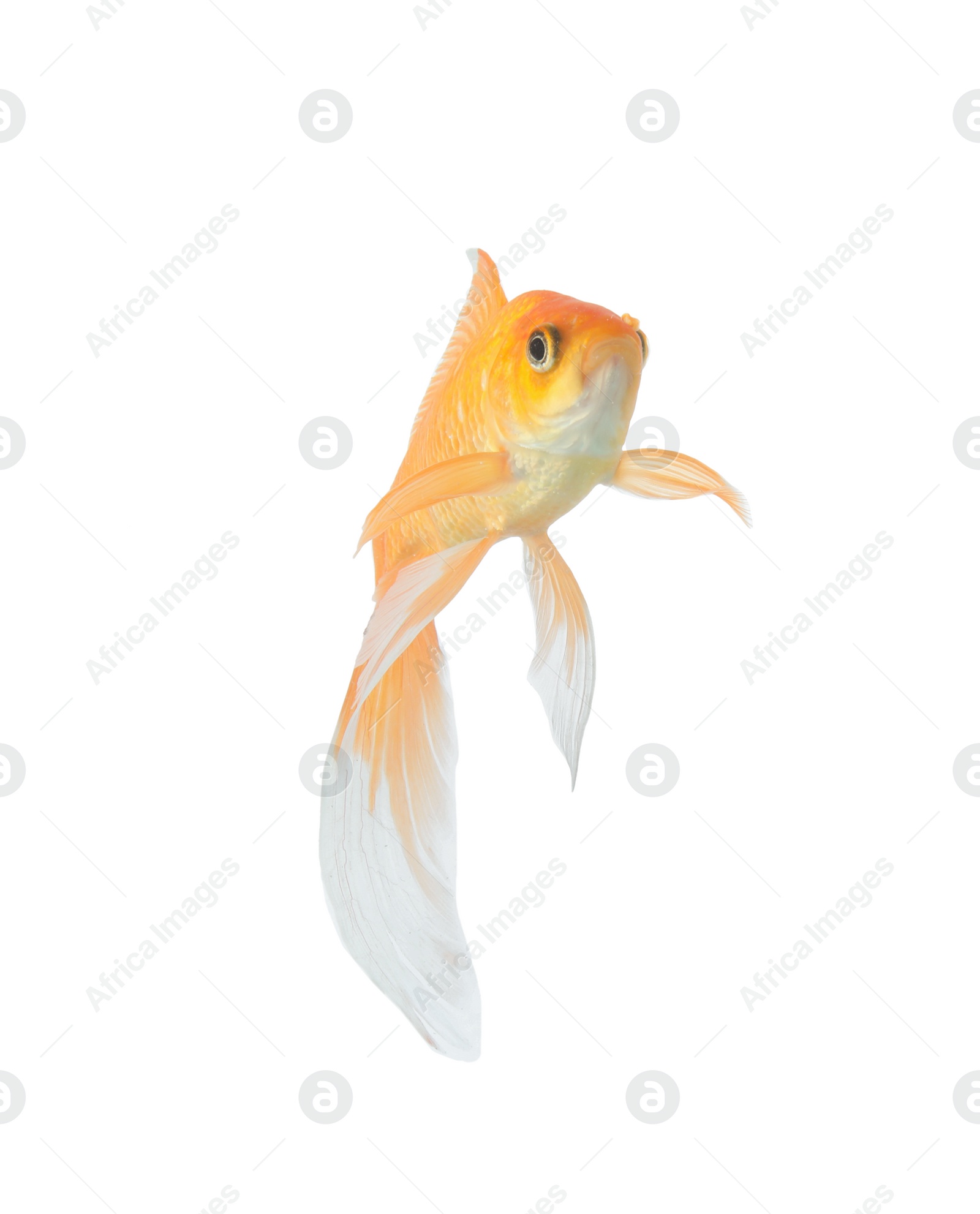 Photo of Beautiful bright small goldfish isolated on white