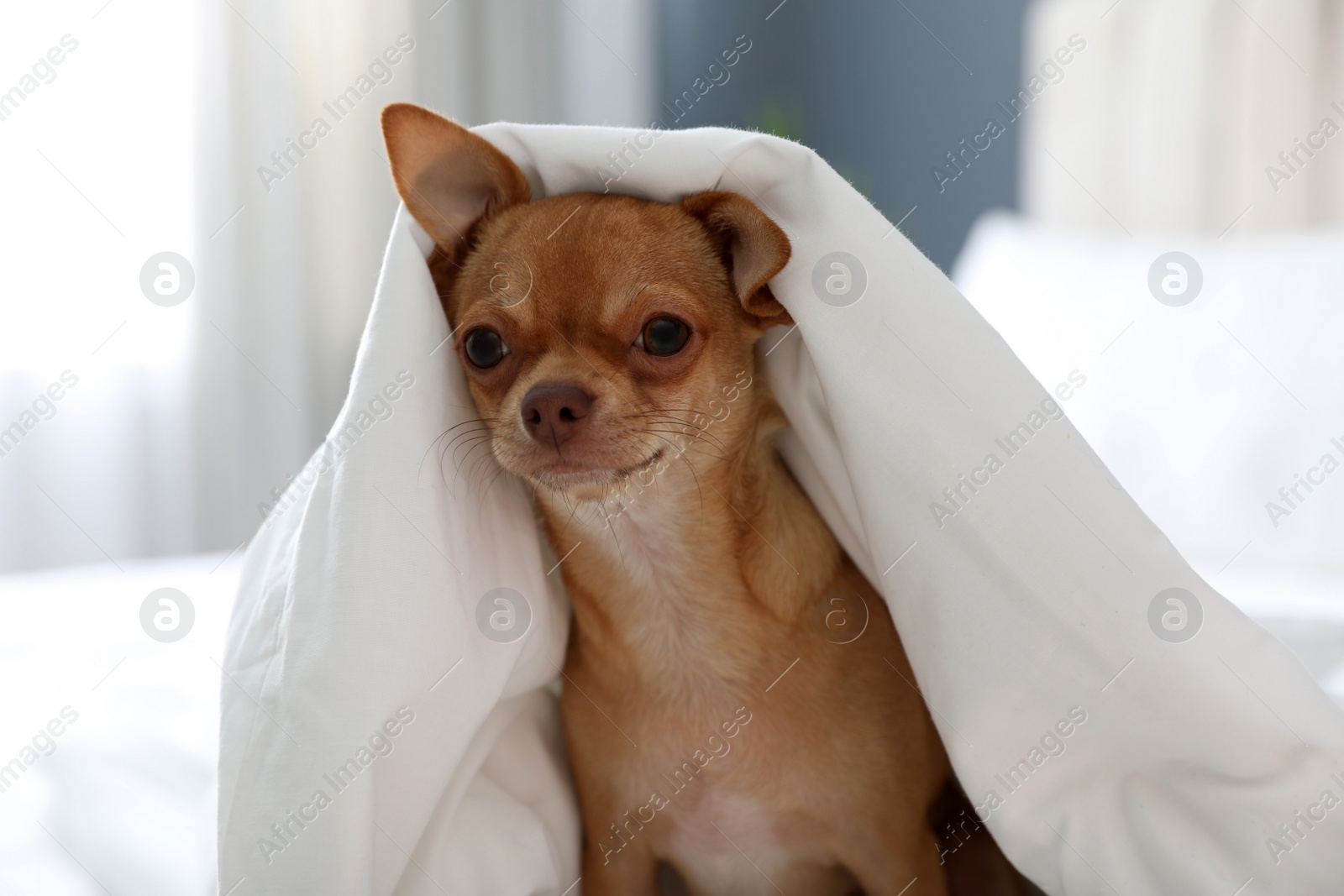 Photo of Cute Chihuahua dog under blanket at home