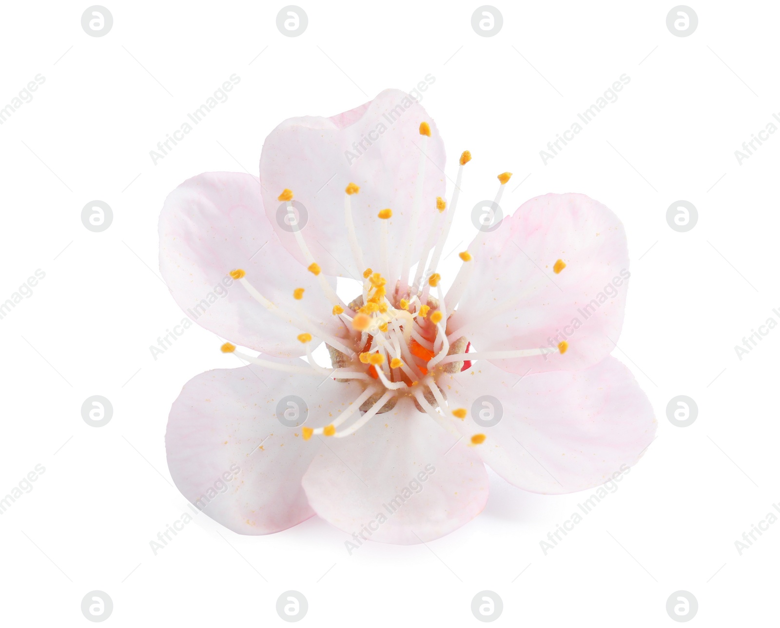 Photo of Beautiful apricot tree blossom on white background. Springtime