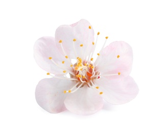 Beautiful apricot tree blossom on white background. Springtime