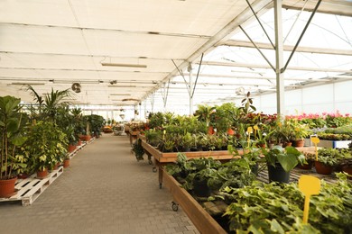 Garden center with many different potted plants