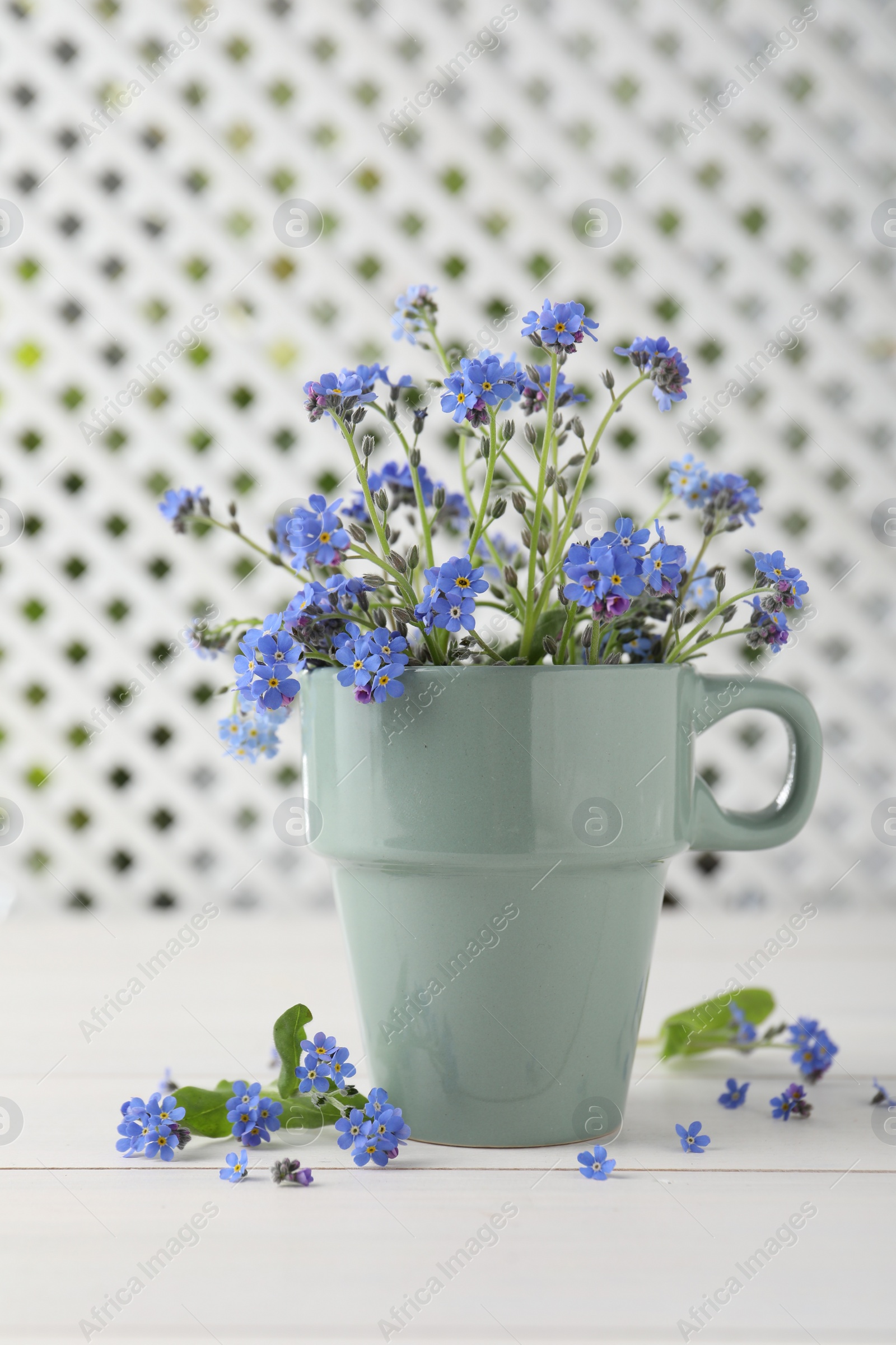 Photo of Beautiful blue forget-me-not flowers on white wooden table
