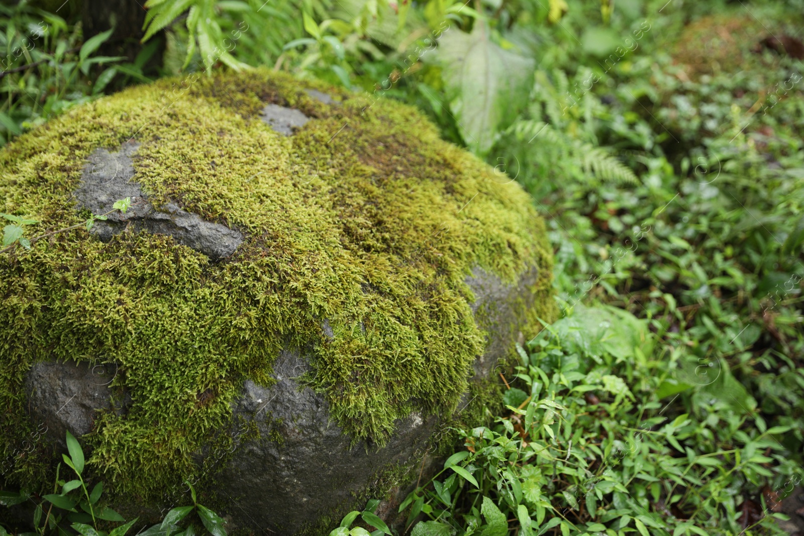 Photo of Beautiful green moss on rock in forest