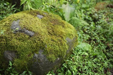 Beautiful green moss on rock in forest