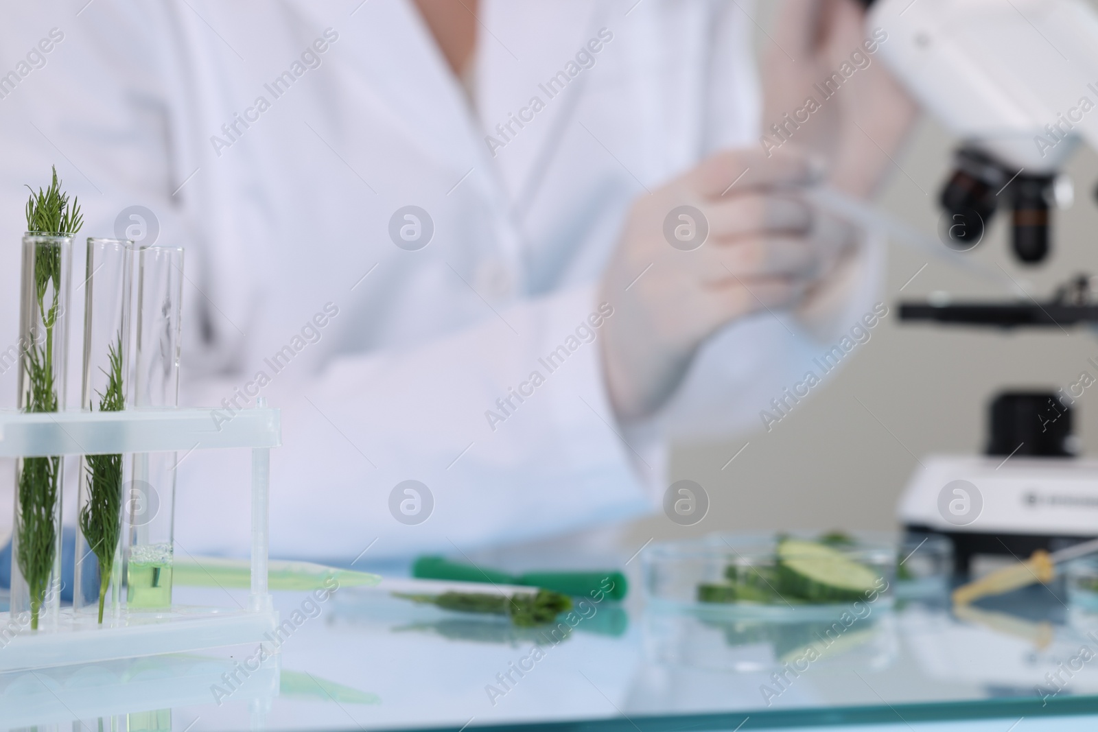 Photo of Quality control. Food inspector working in laboratory, focus on test tubes with dill