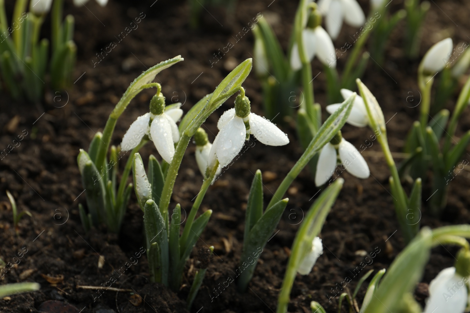 Photo of Beautiful snowdrops covered with dew outdoors. Early spring flowers