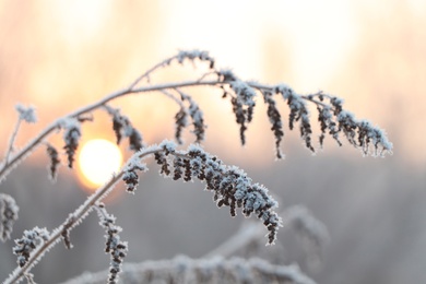 Photo of Dry plant covered with hoarfrost outdoors on winter morning, closeup