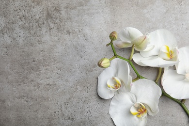 Photo of Branch with beautiful tropical orchid flowers on grey background, top view. Space for text