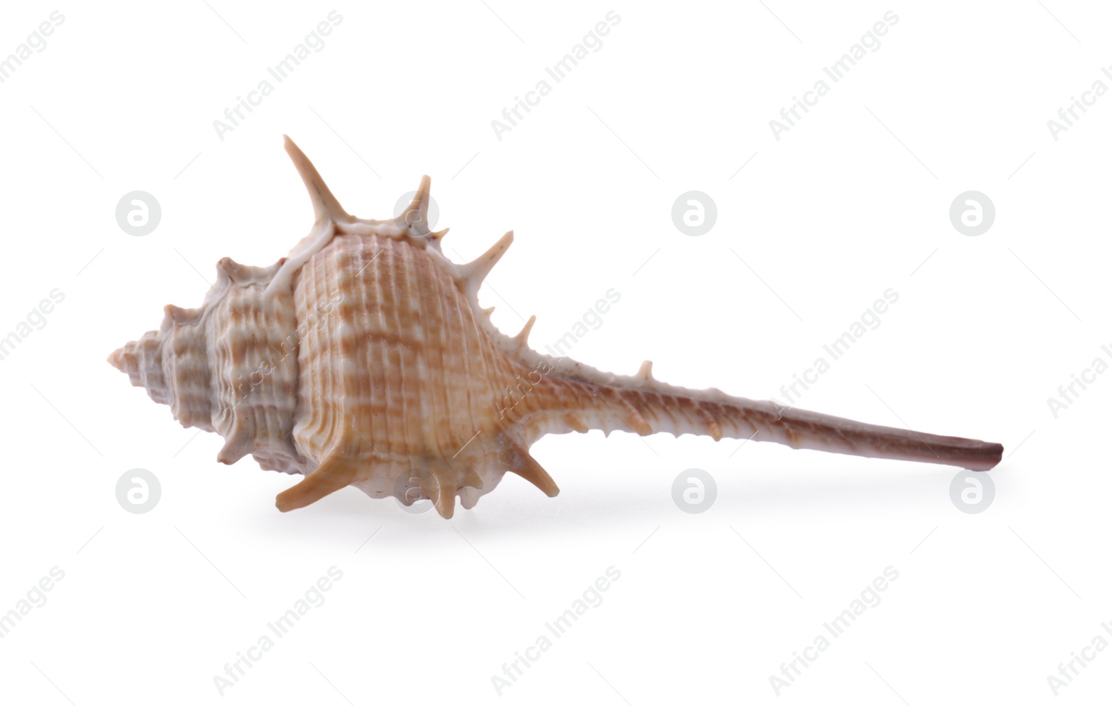 Photo of Beautiful exotic sea shell isolated on white