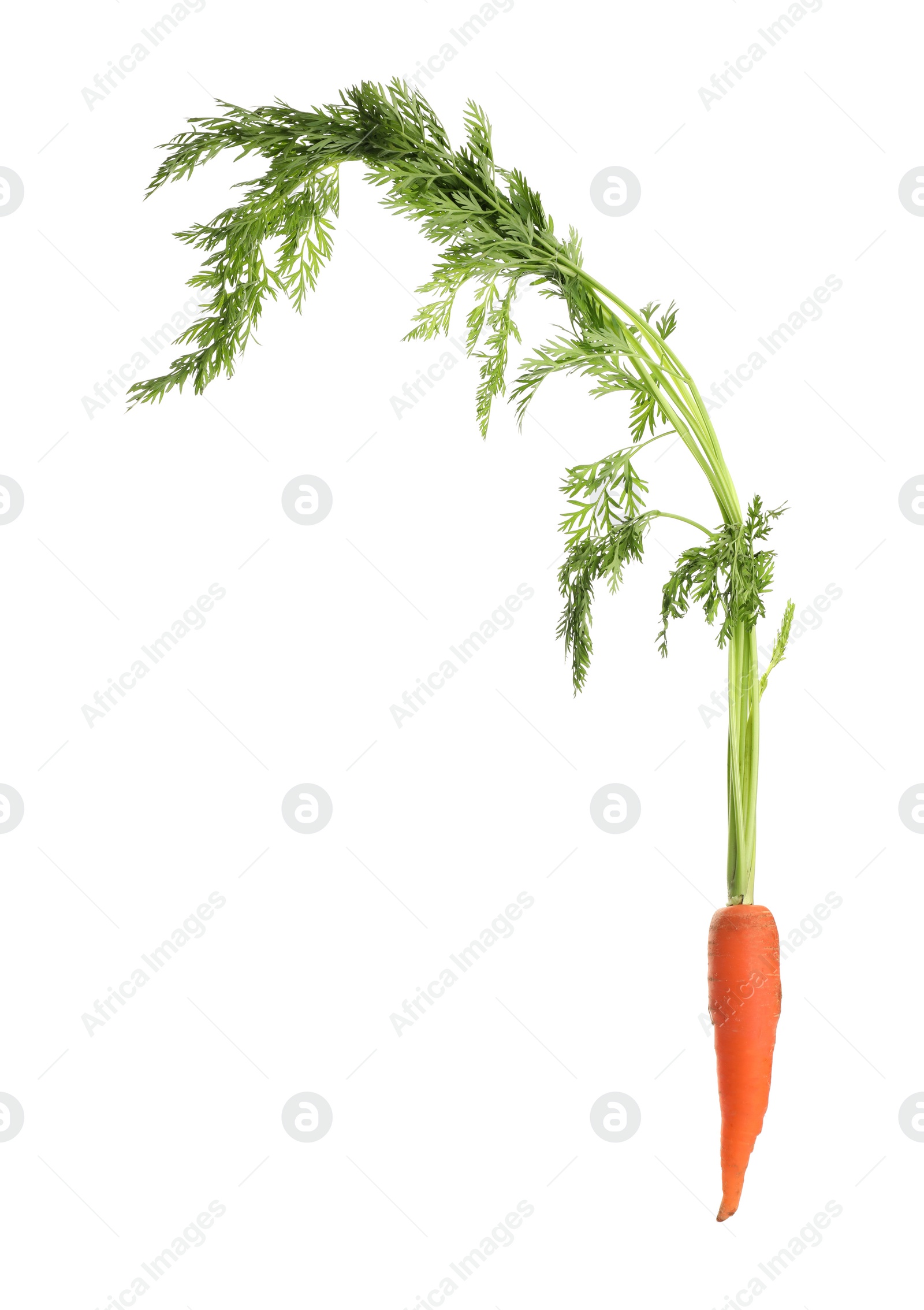 Photo of Fresh ripe carrot on white background. Wholesome vegetable