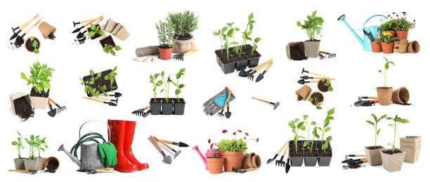 Image of Set of different seedlings and gardening tools on white background. Banner design