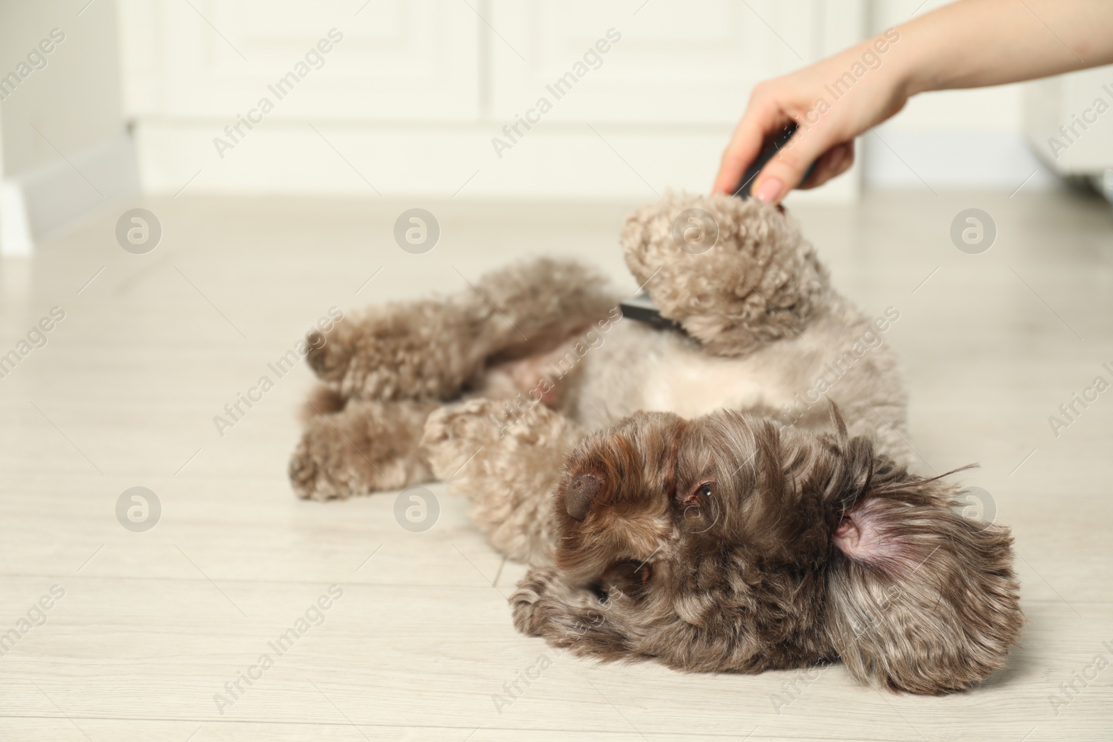 Photo of Woman brushing cute Maltipoo dog indoors, closeup. Lovely pet