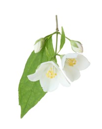 Photo of Branch of jasmine flowers and leaves isolated on white