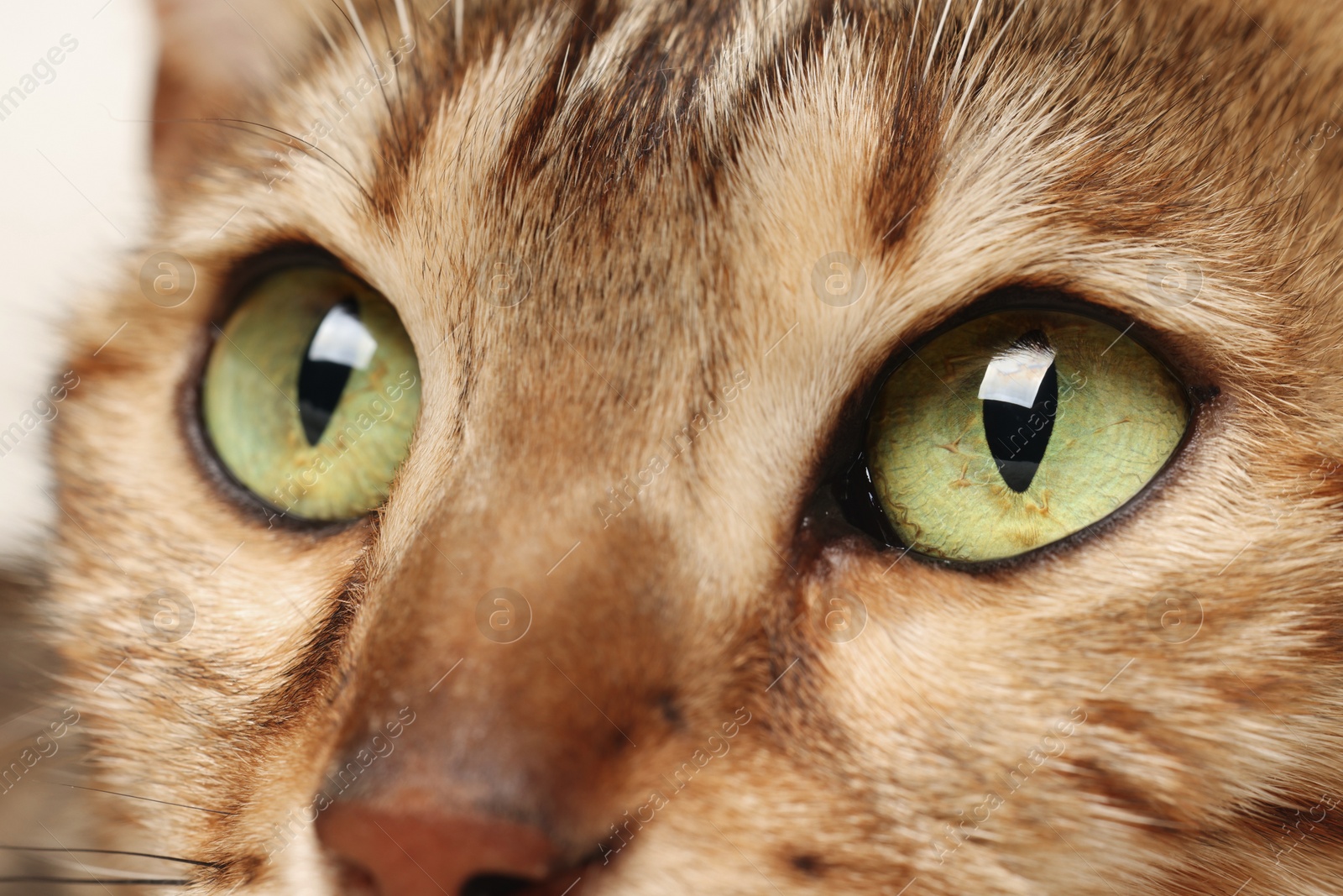 Photo of Macro photo of cat with beautiful eyes. Cute pet