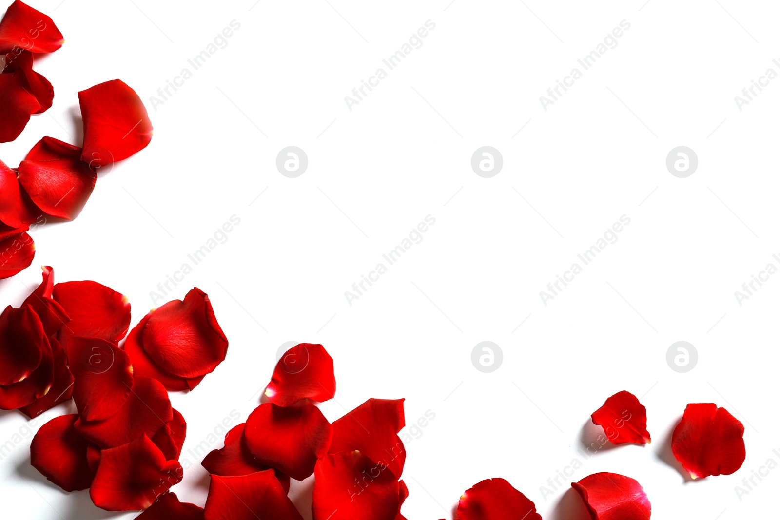 Photo of Red rose petals on white background, top view