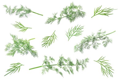 Image of Set of fresh dill isolated on white