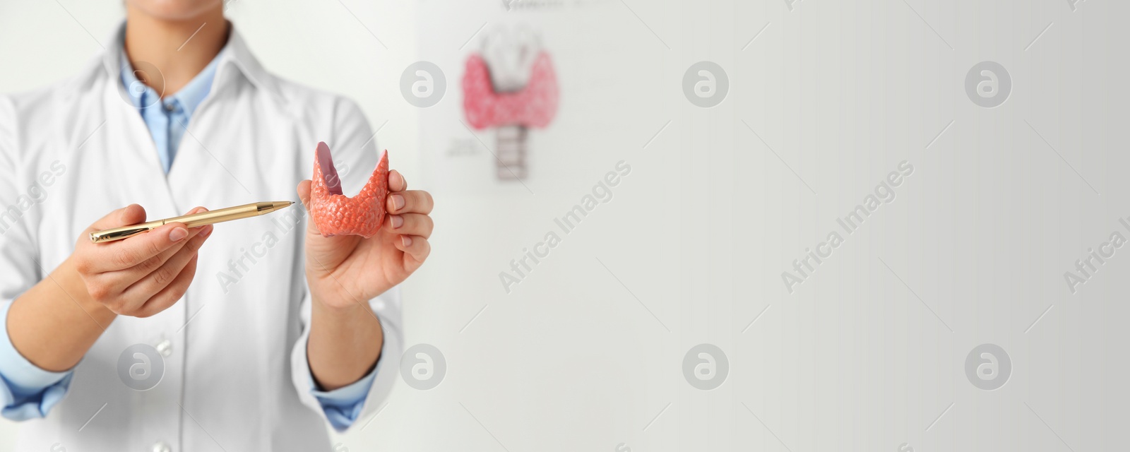 Image of Endocrinologist showing thyroid gland model in hospital, closeup. Banner design with space for text