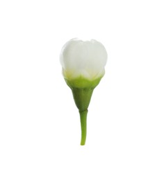 Photo of One beautiful waxflower bud isolated on white