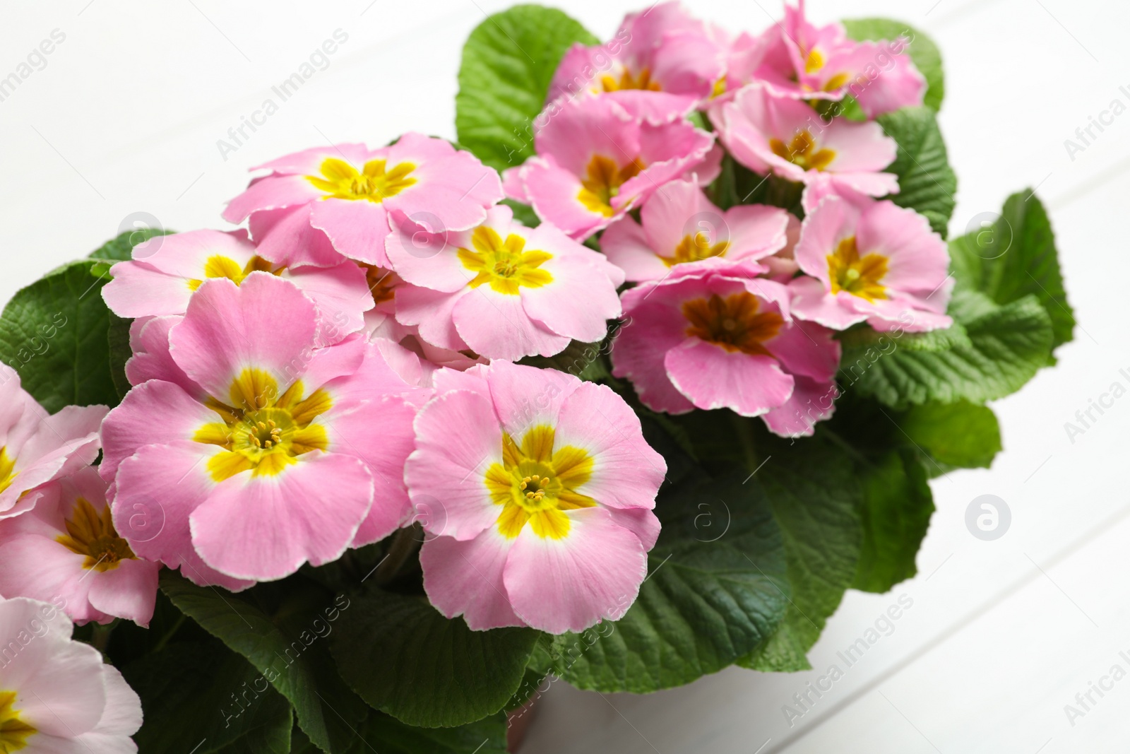 Photo of Beautiful pink primula (primrose) flowers on white wooden background, closeup. Spring blossom