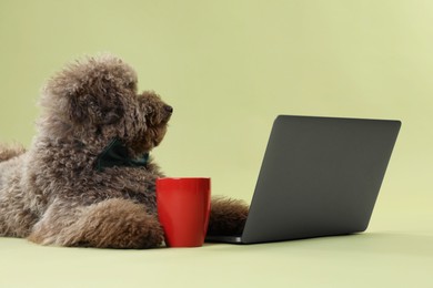 Cute Toy Poodle dog near laptop and cup on green background