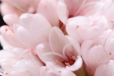 Photo of Macro photo of beautiful pink flowers as background