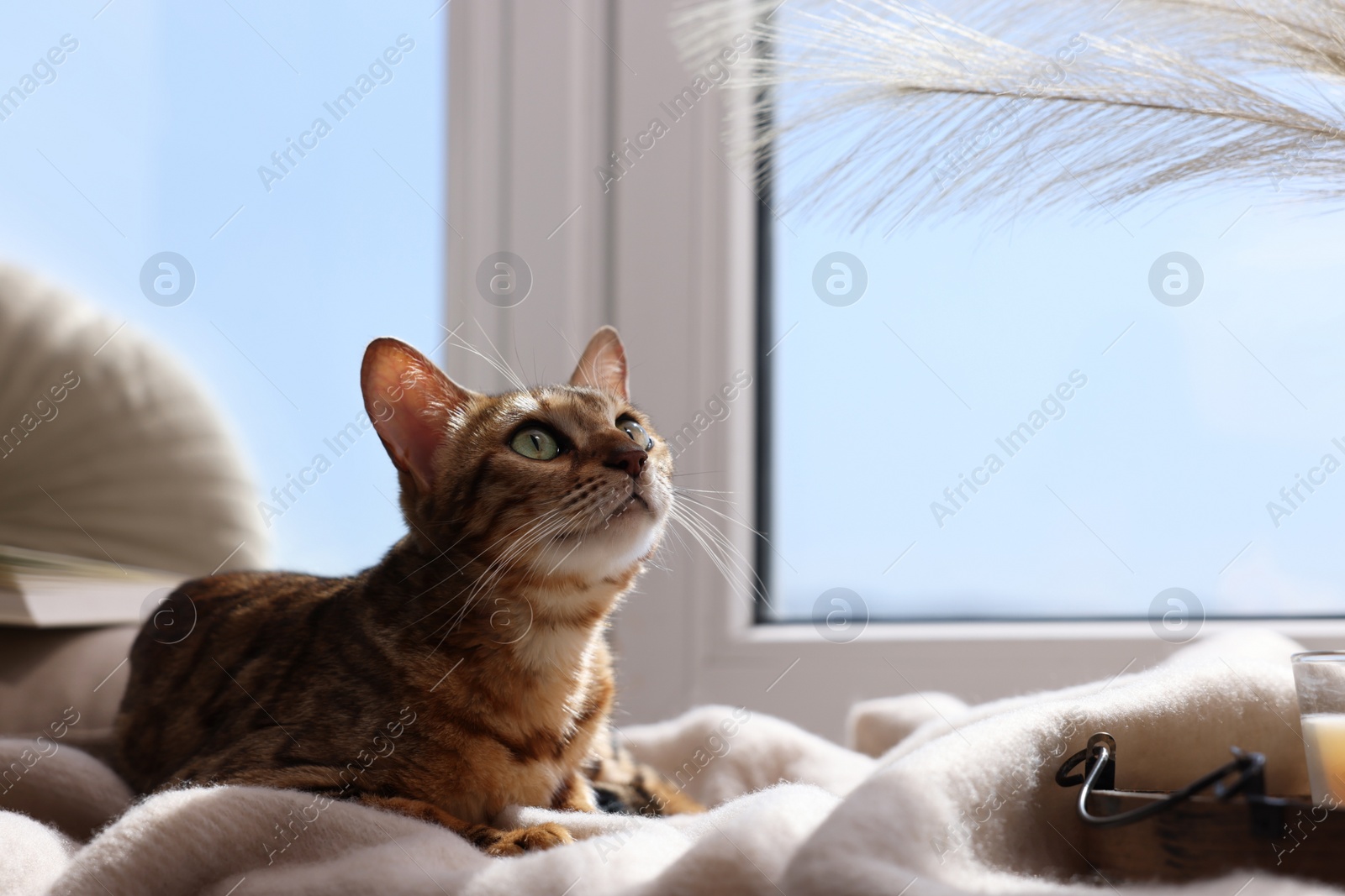 Photo of Cute Bengal cat lying on windowsill at home, space for text. Adorable pet