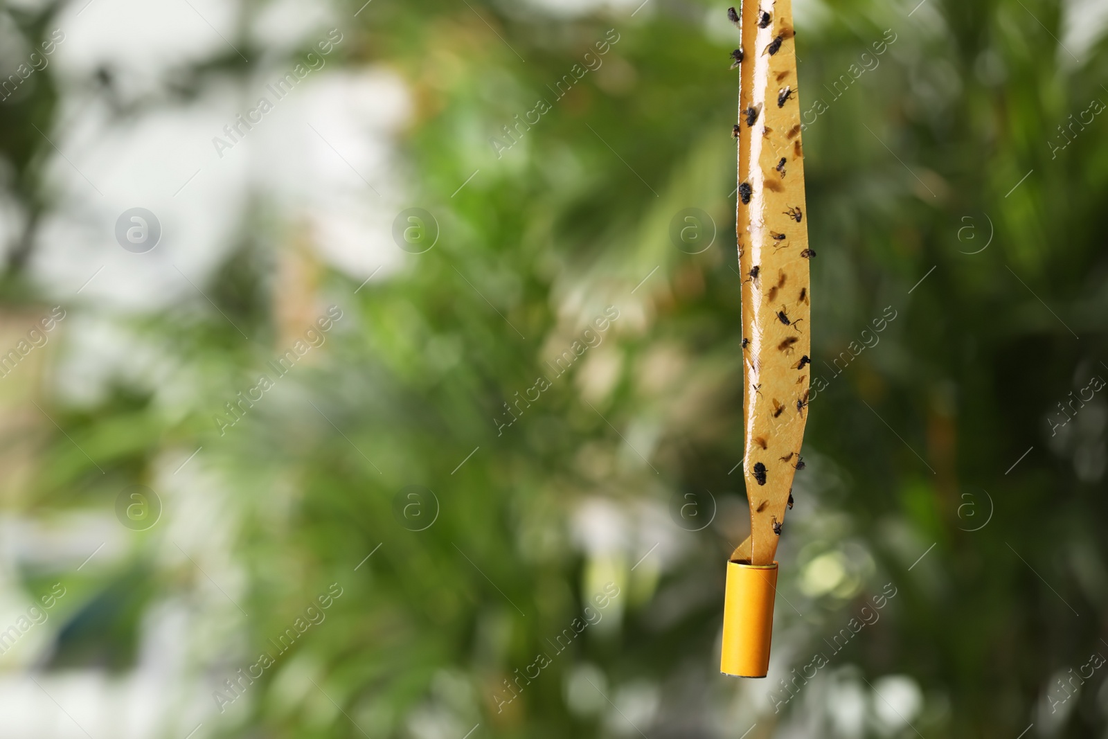 Photo of Sticky insect tape with dead flies on blurred background, space for text