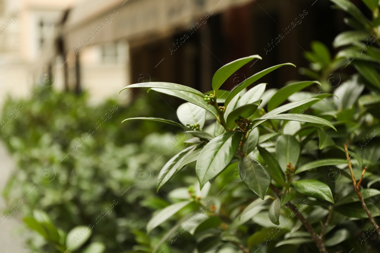 Photo of Closeup view of beautiful plant with bright green leaves outdoors