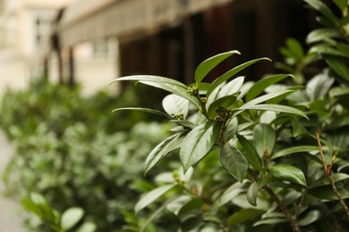 Closeup view of beautiful plant with bright green leaves outdoors