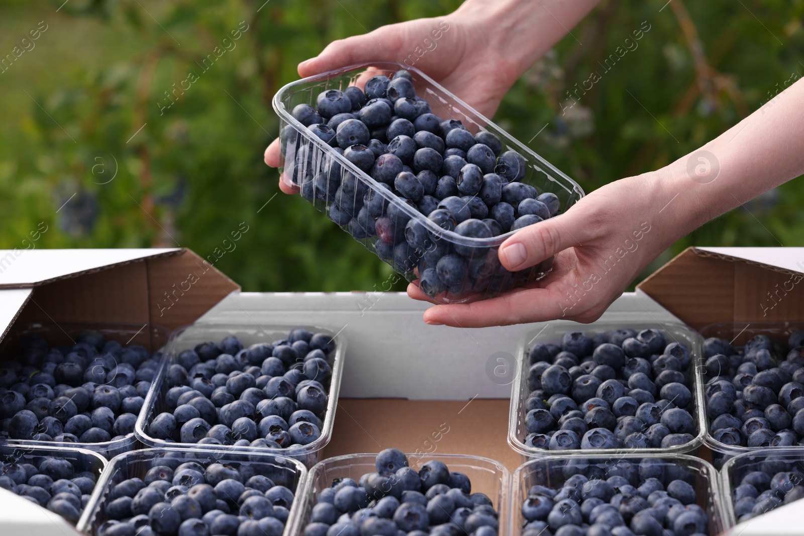 Photo of Woman with containers of fresh blueberries outdoors, closeup. Seasonal berries