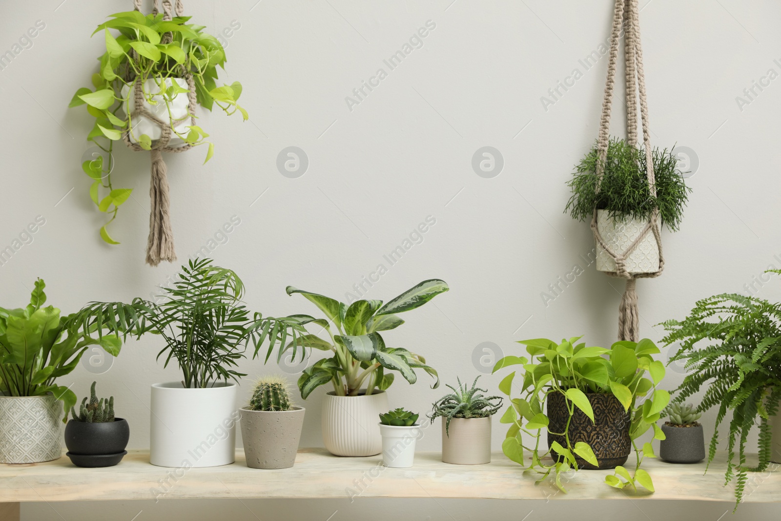 Photo of Many different potted houseplants indoors. Interior element