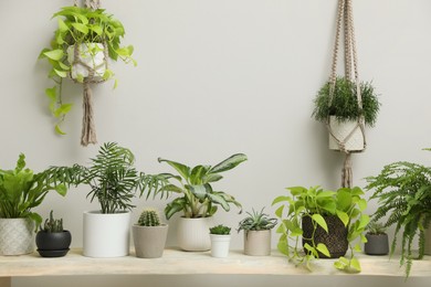 Photo of Many different potted houseplants indoors. Interior element