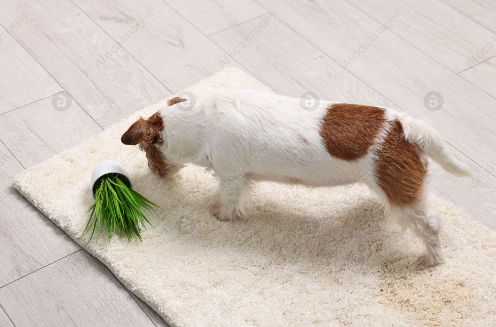 Photo of Cute dog near overturned houseplant on rug indoors