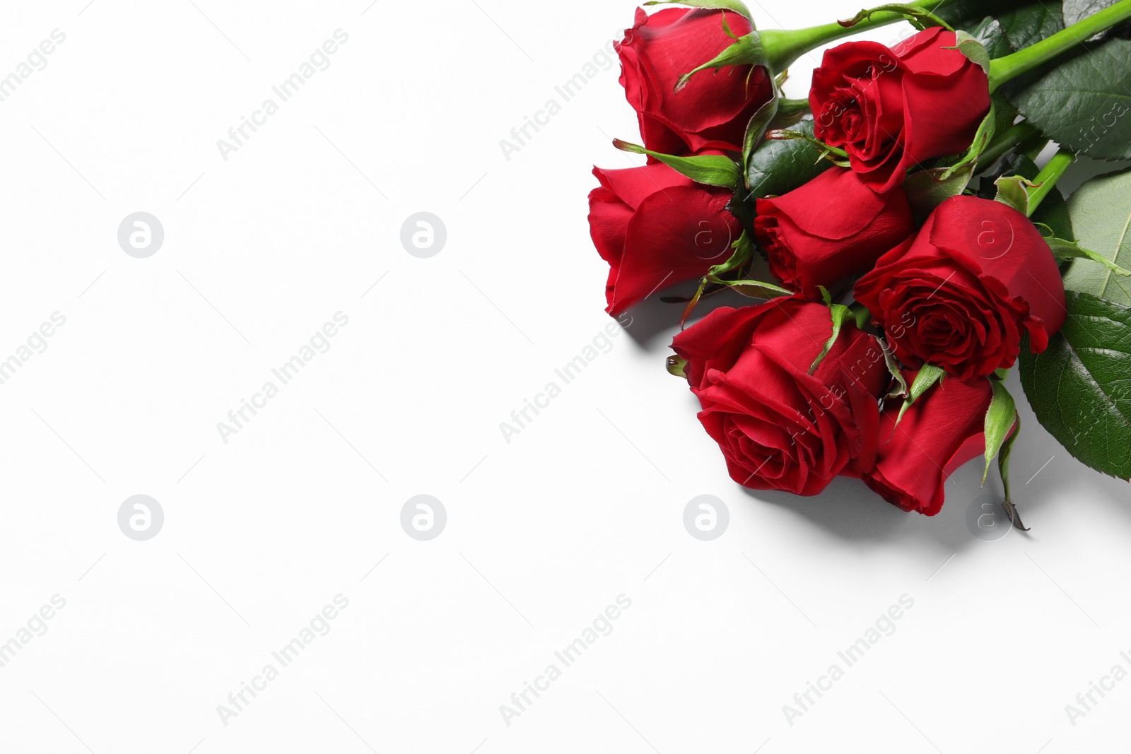 Photo of Beautiful red roses on white background, above view. Space for text