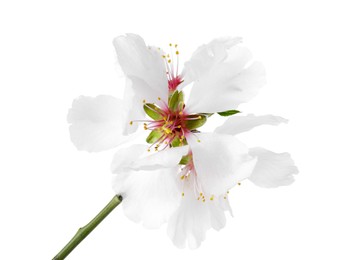 Tree branch with beautiful blossoms isolated on white. Spring season